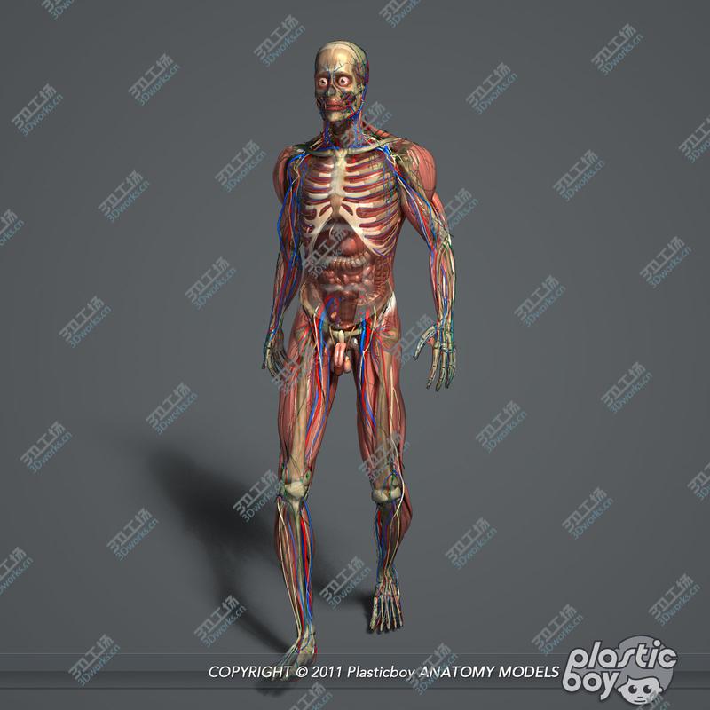 images/goods_img/20210113/MAYA RIGGED Male and Female Anatomy Complete Pack (Textured)/3.jpg